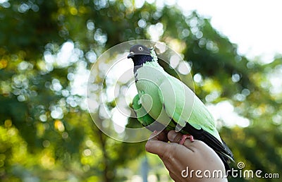 A colored dove of green sits on a manï¿½s hand against the background of bright green foliage. Summer time Stock Photo